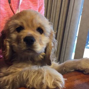 Meet your Posher, Cameron